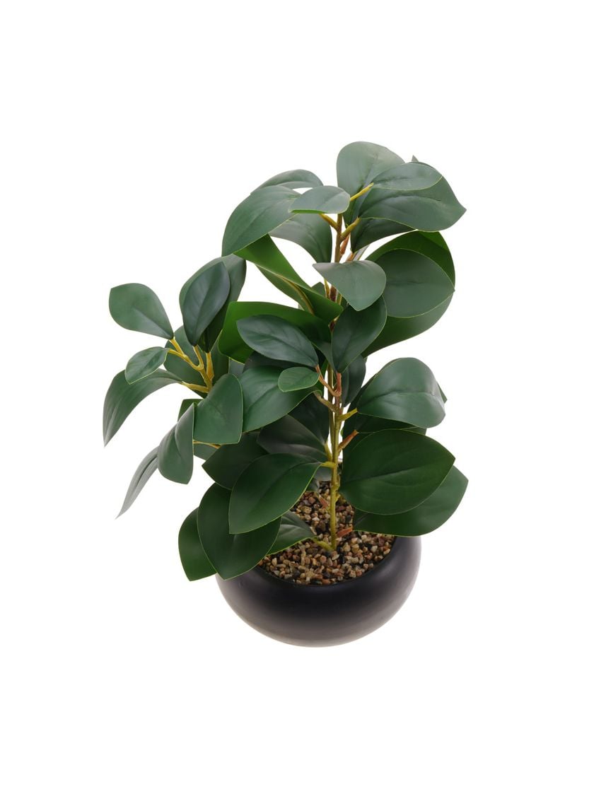 עציץ פלסטיק