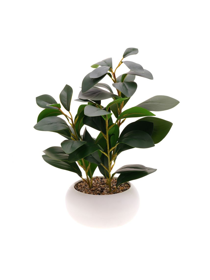 עציץ פלסטיק