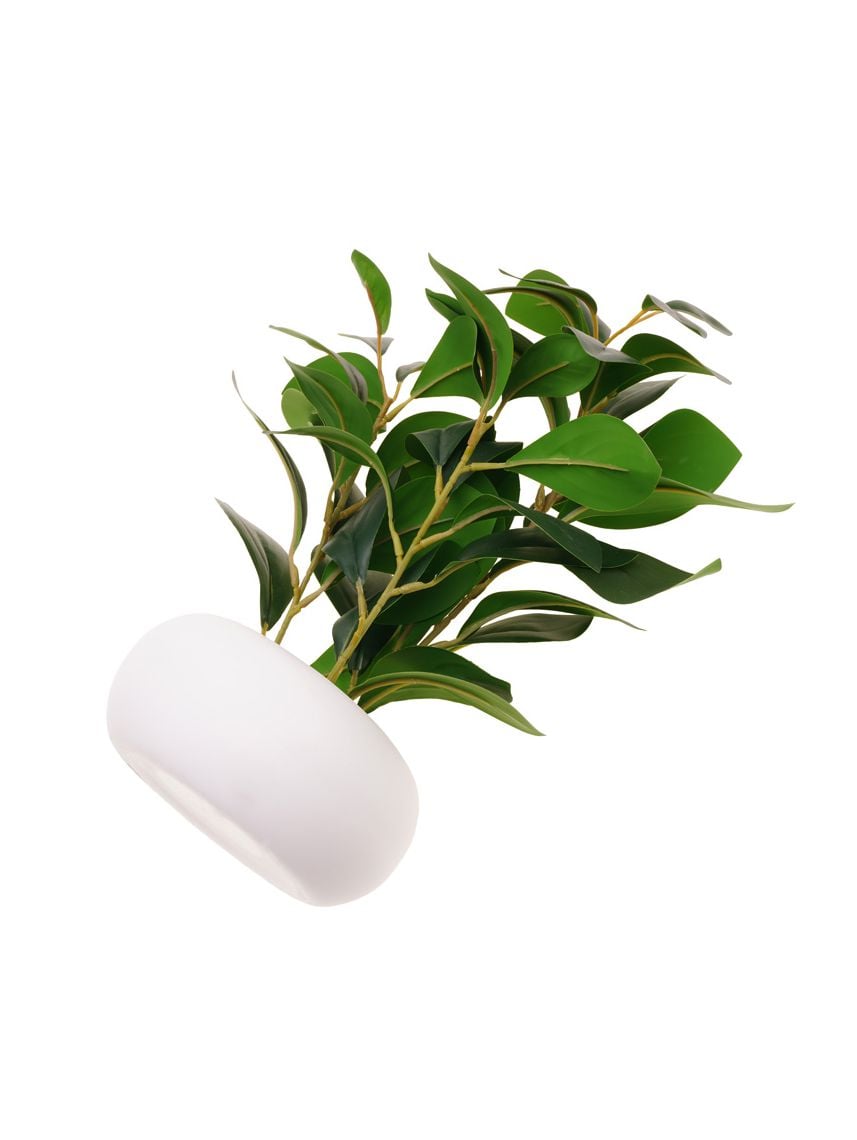 עציץ פלסטיק