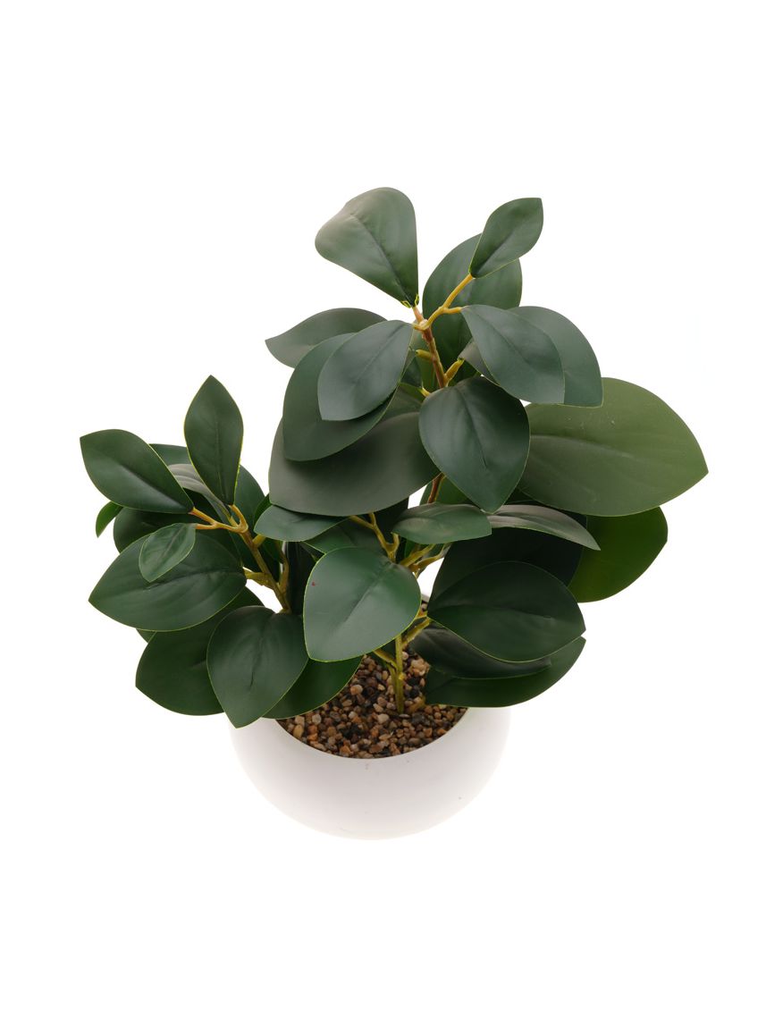 עציץ פלסטיק