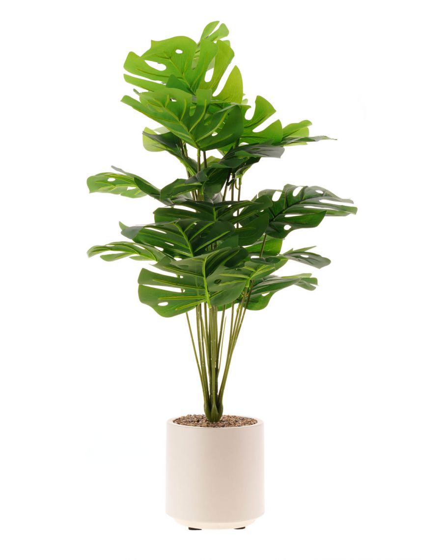 עציץ פלסטיק