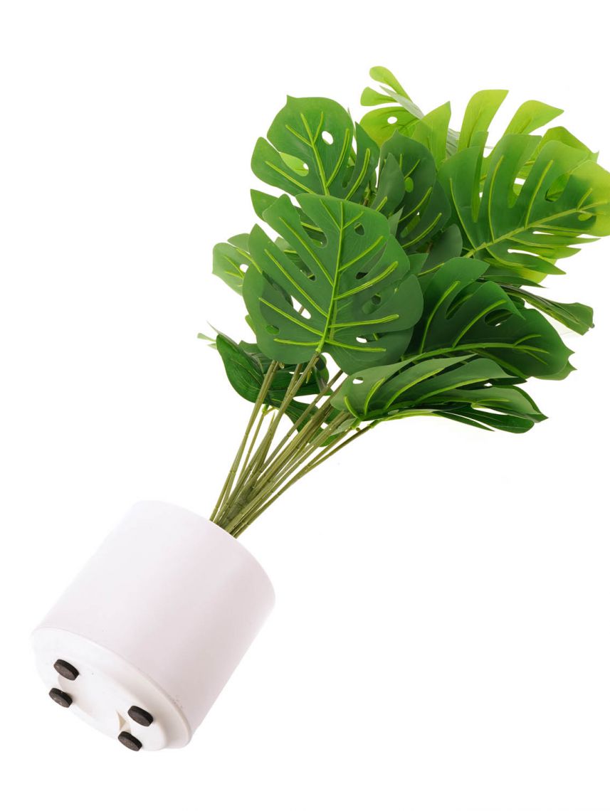 עציץ פלסטיק