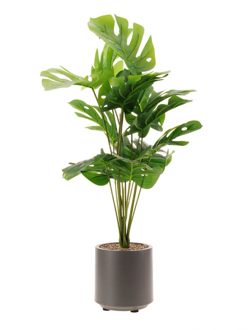 עציץ פלסטיק