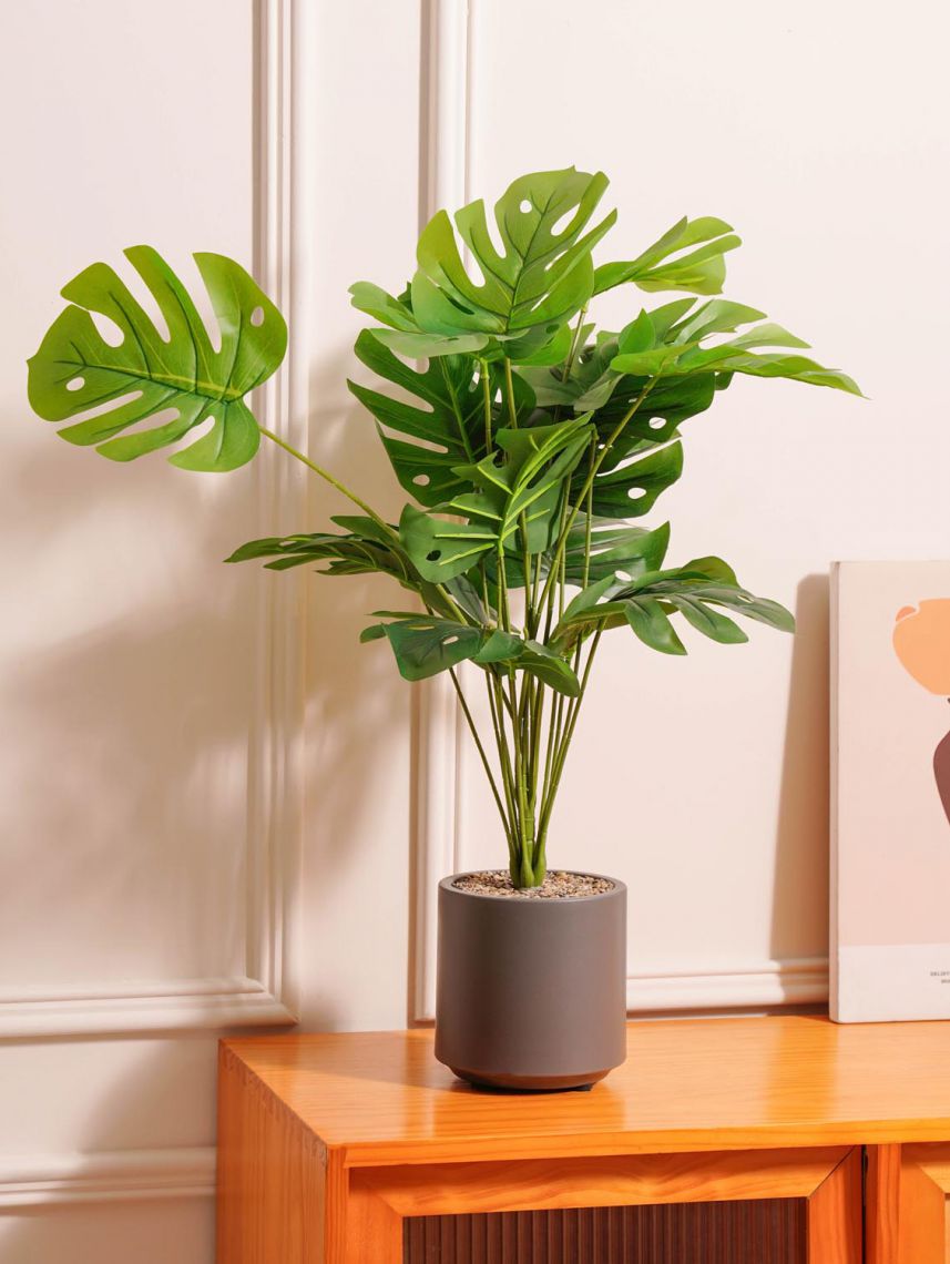 עציץ פלסטיק