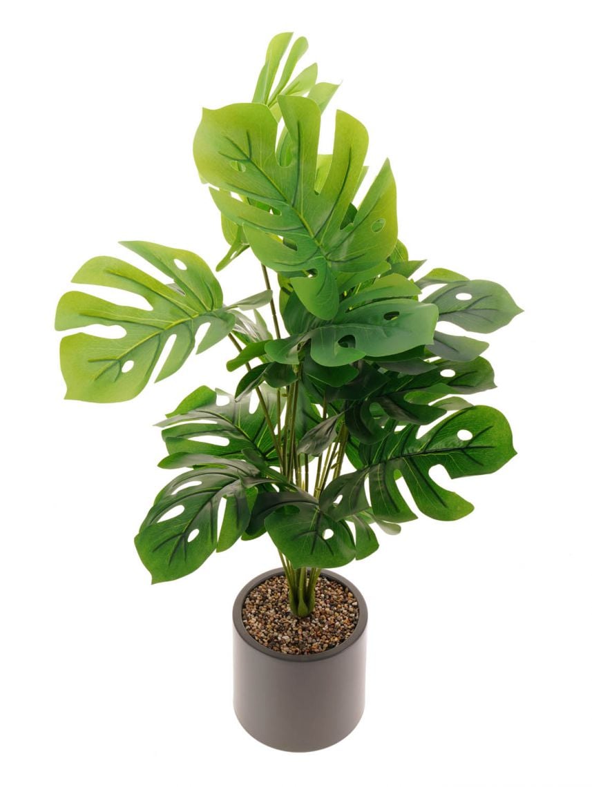 עציץ פלסטיק