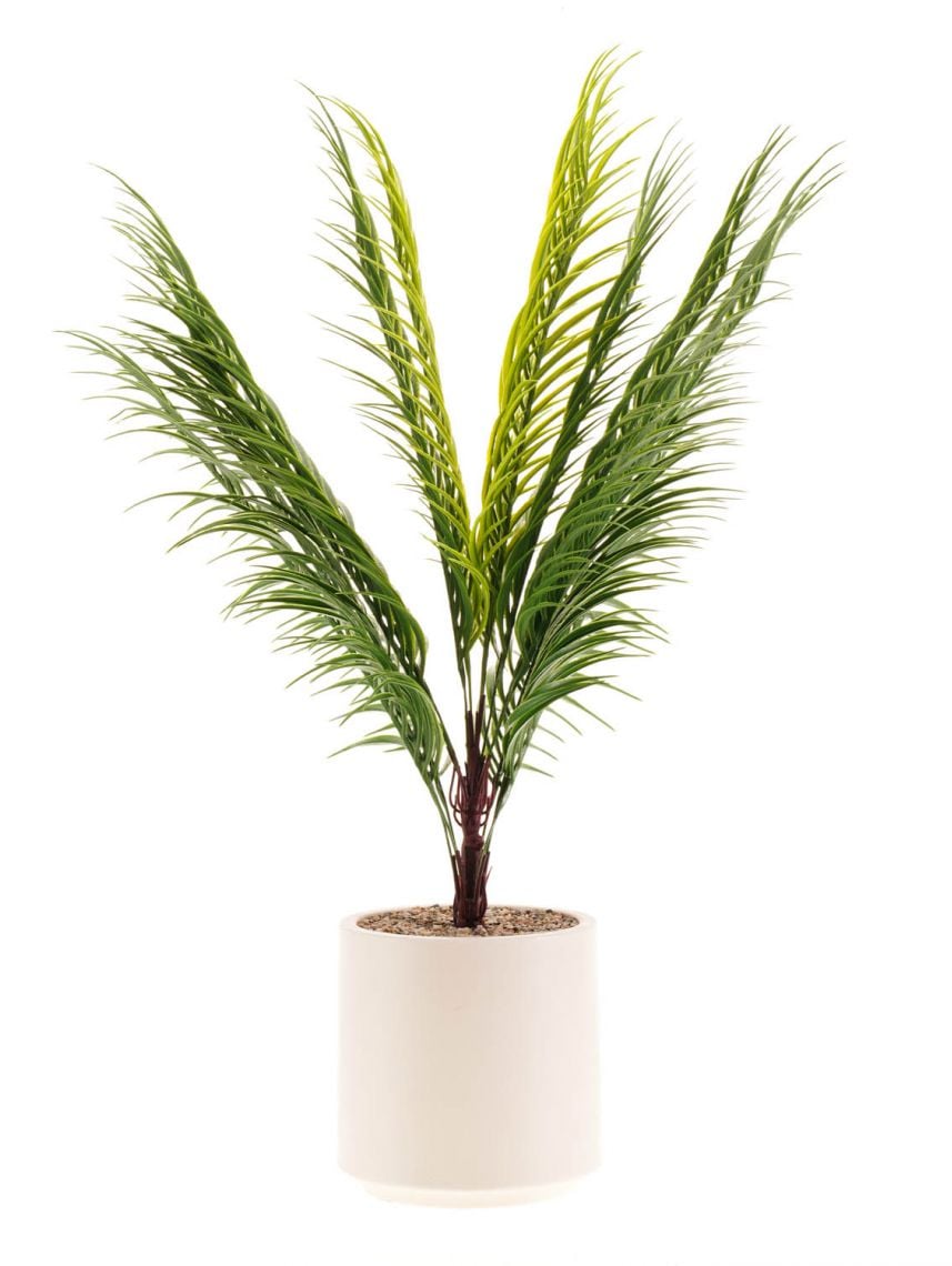 עציץ פלסטיק