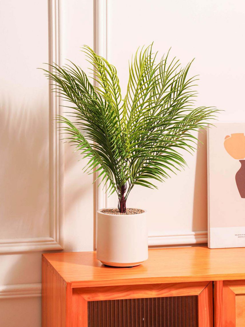 עציץ פלסטיק