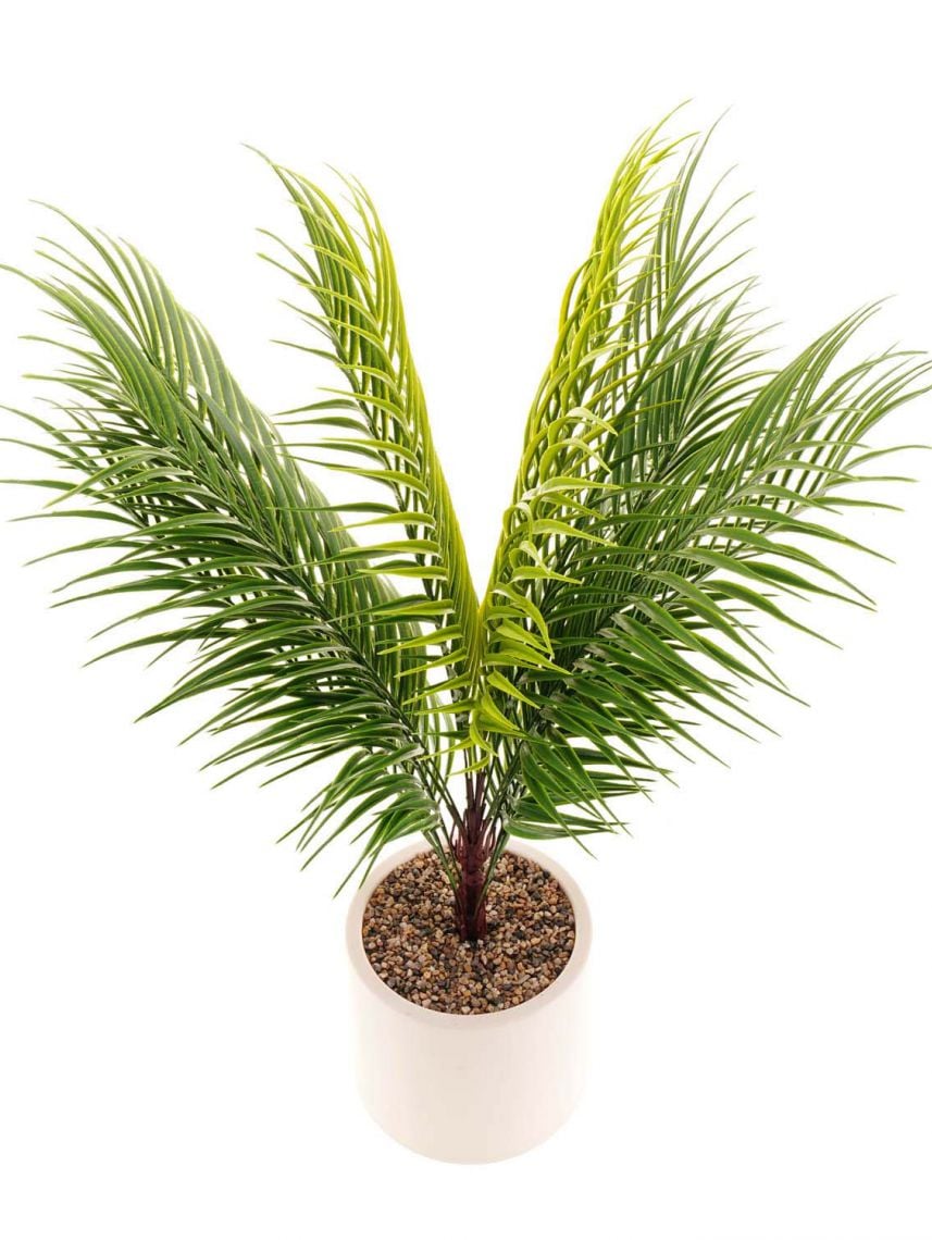 עציץ פלסטיק