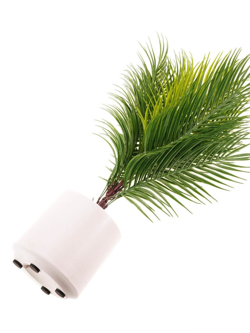 עציץ פלסטיק