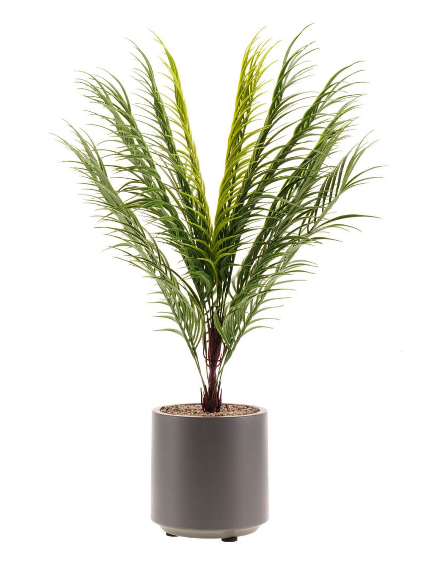 עציץ פלסטיק