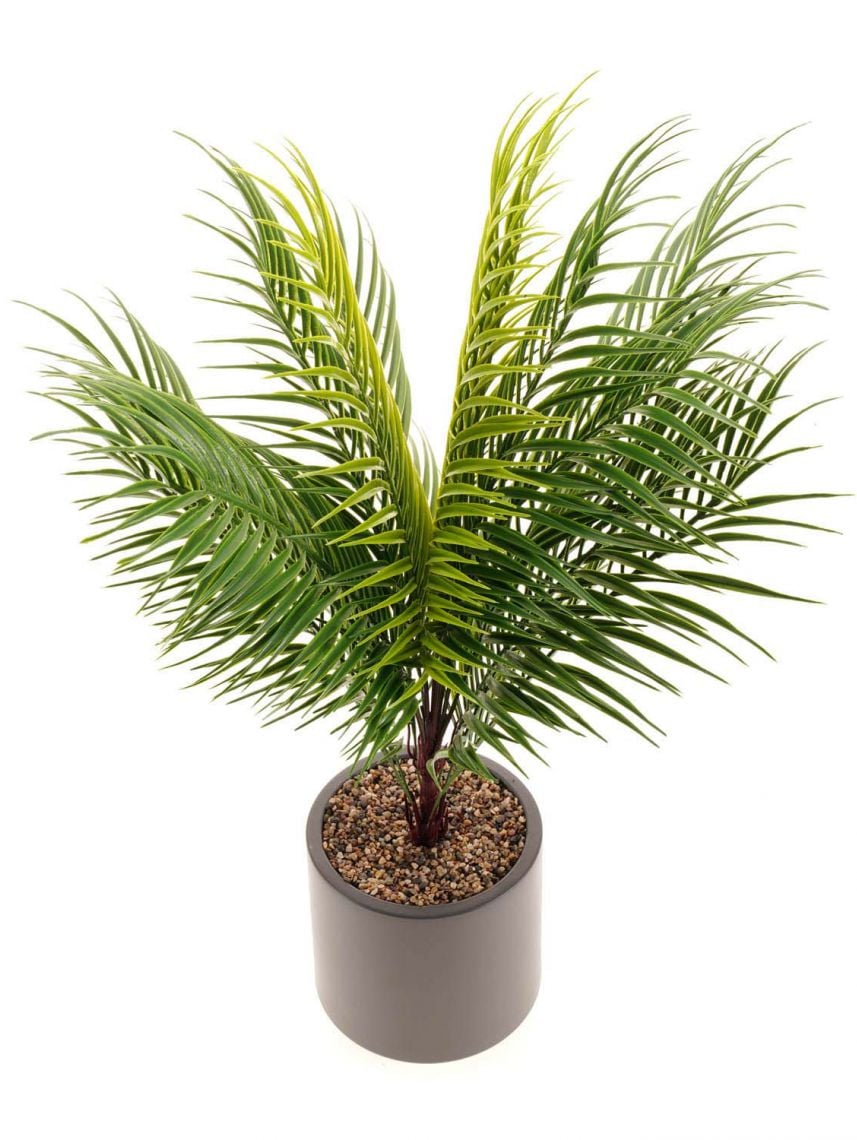 עציץ פלסטיק