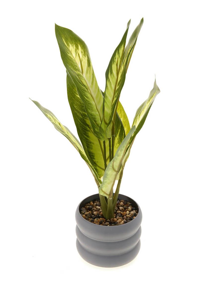 עציץ פלסטיק