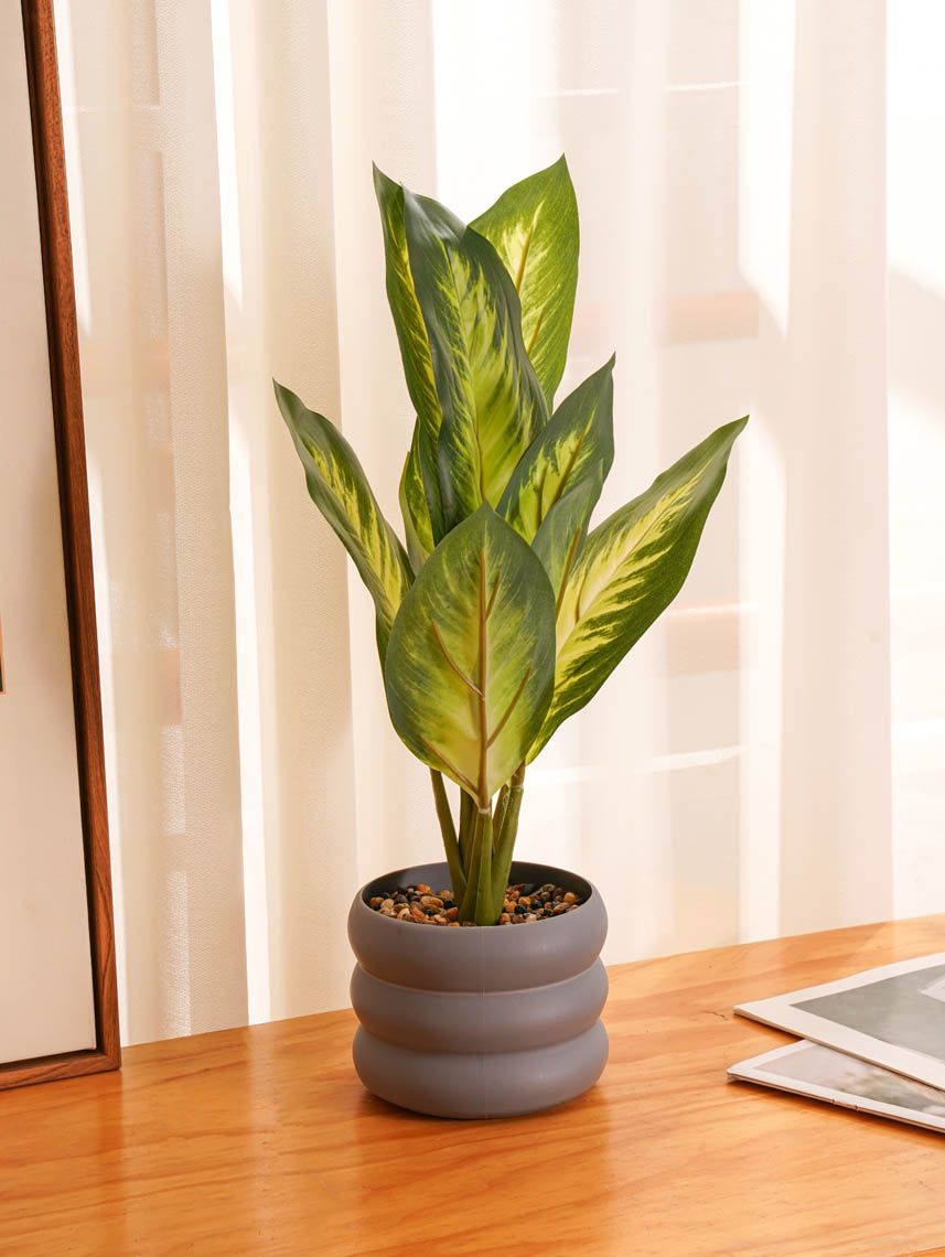 עציץ פלסטיק