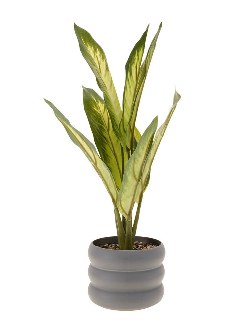 עציץ פלסטיק