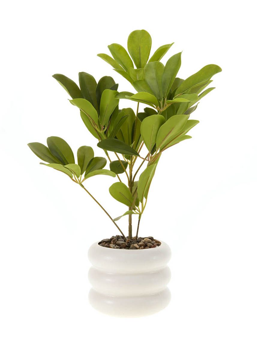 עציץ פלסטיק