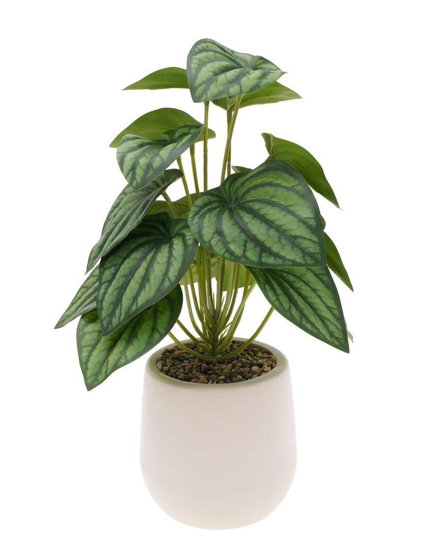 עציץ פלסטיק