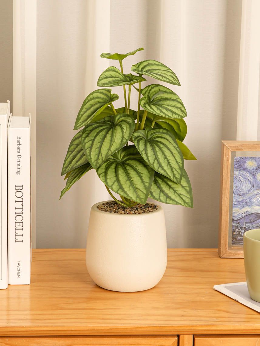 עציץ פלסטיק