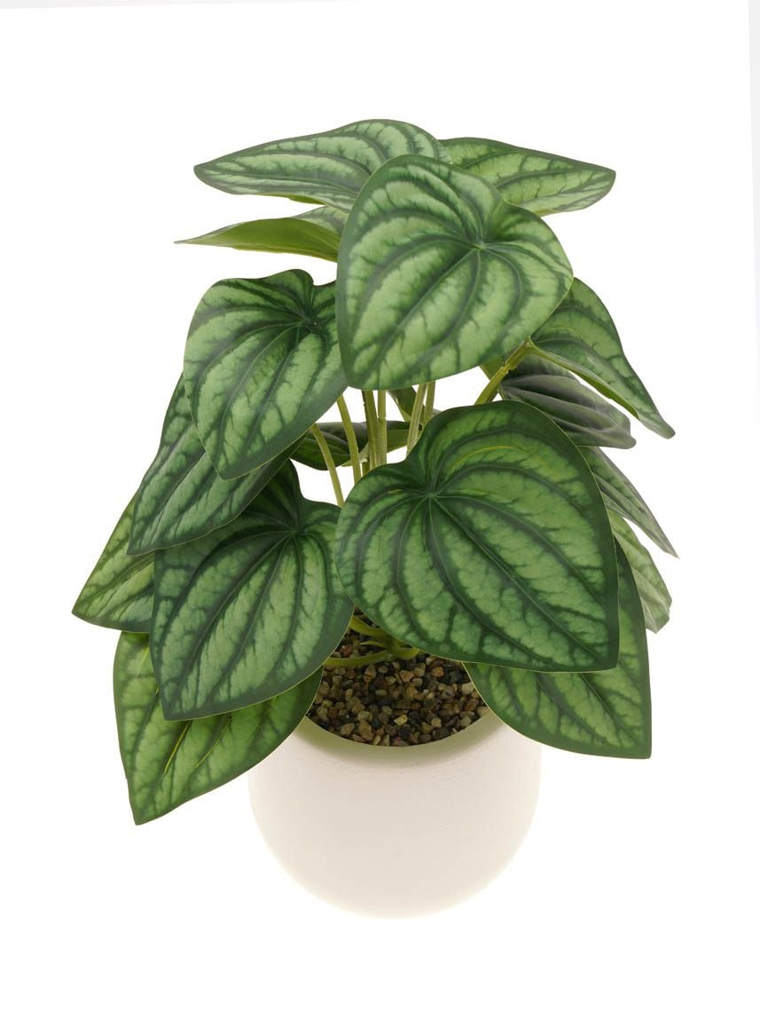 עציץ פלסטיק