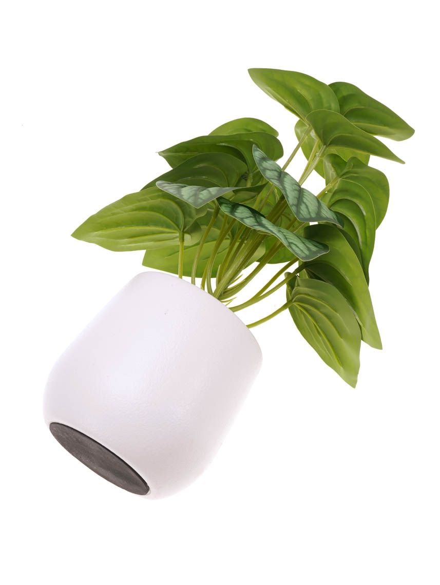 עציץ פלסטיק