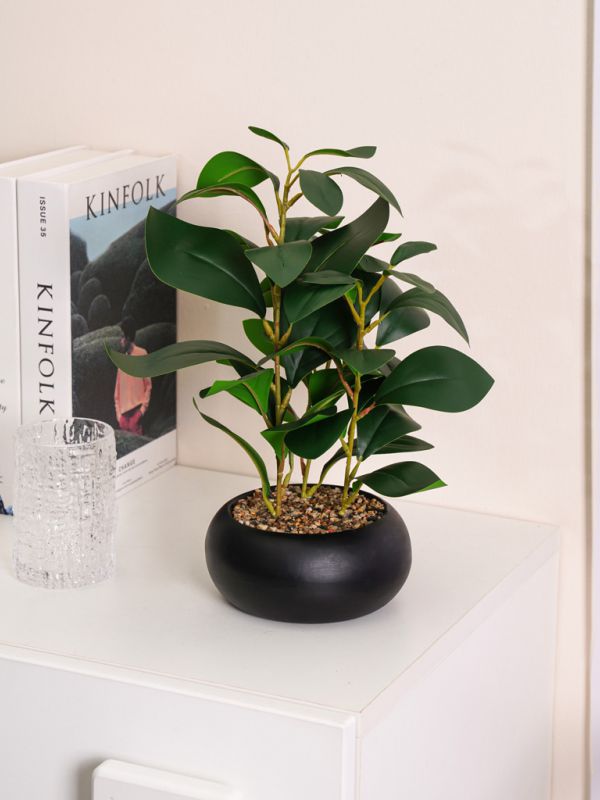 עציץ פלסטיק