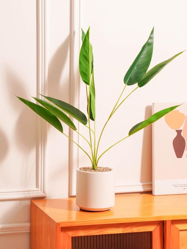 עציץ פלסטיק דקורטיבי