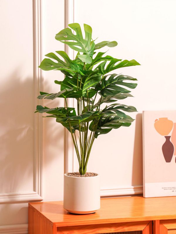 עציץ פלסטיק