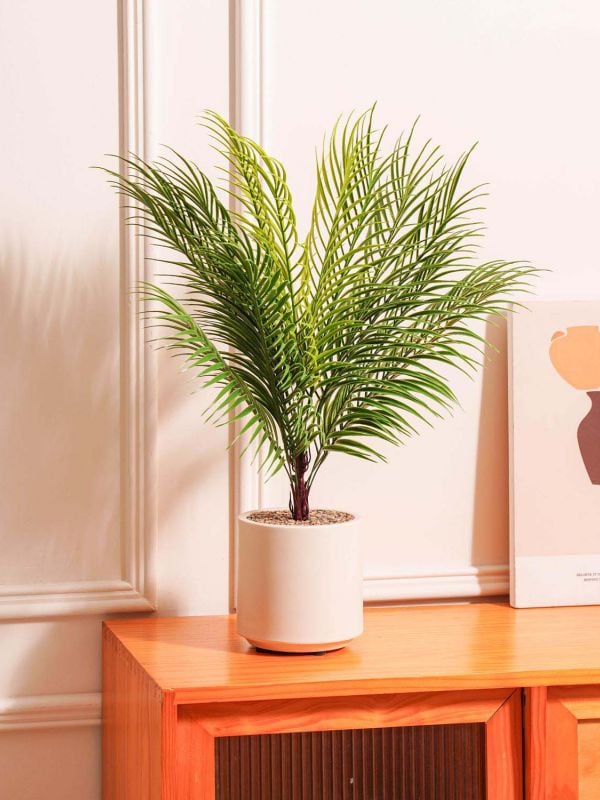 עציץ פלסטיק