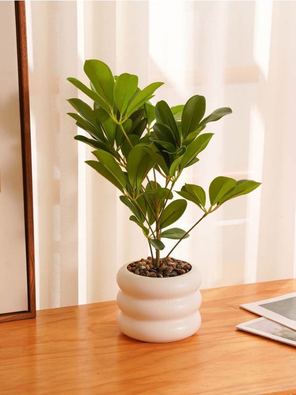 עציץ פלסטיק